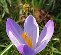 2014-03-02,_Pillnitz (9)